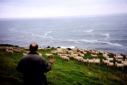 [Sheep seen from a visitor's view]