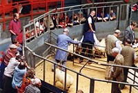 [Cattle Auction]